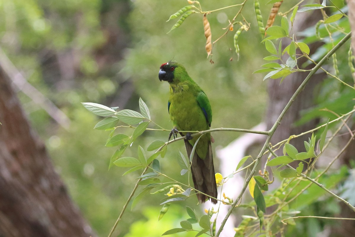 Yeşil Başlı Sorguçlu Papağan - ML183925081
