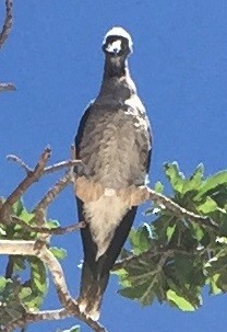 Brown Booby - ML183925391