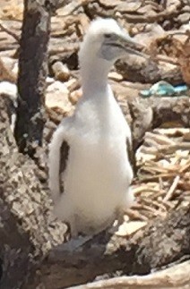 Brown Booby - ML183925411