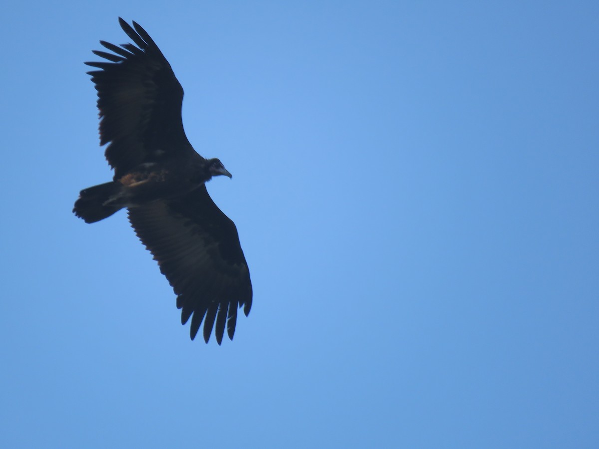 Hooded Vulture - Thomas Brooks