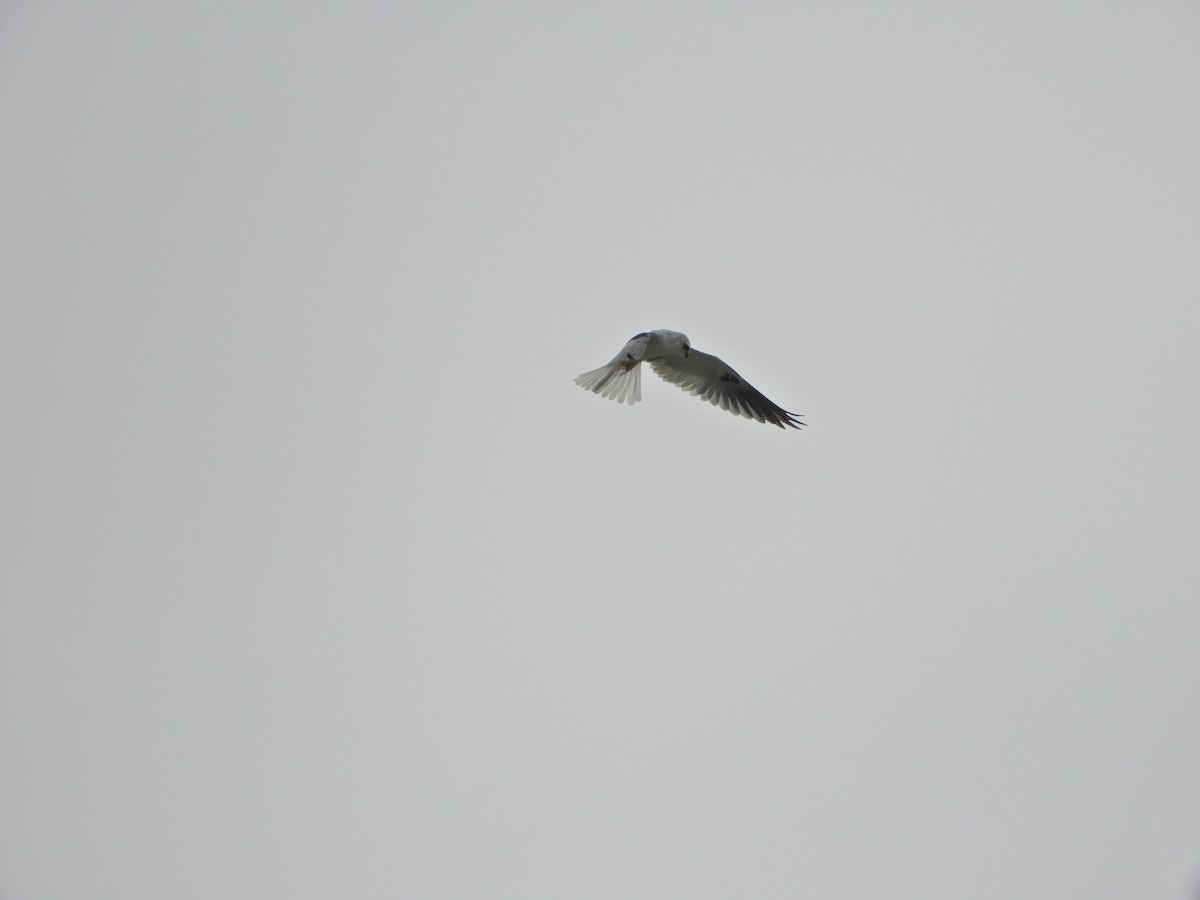 White-tailed Kite - ML183934491