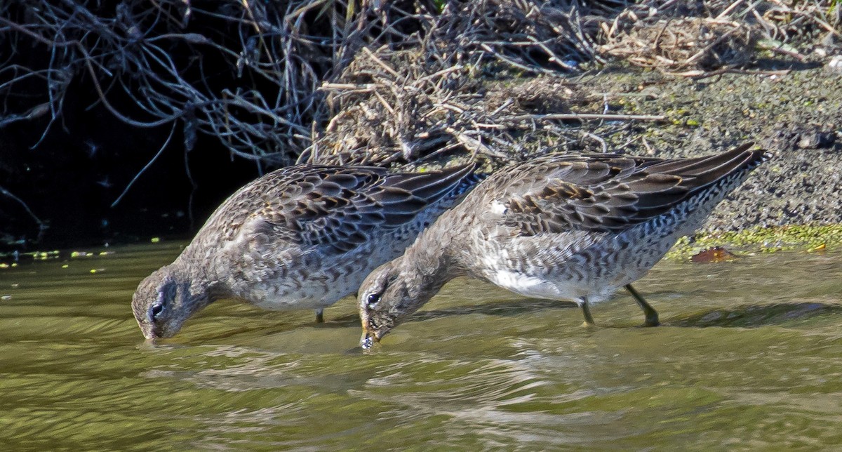 Long-billed Dowitcher - ML183934971