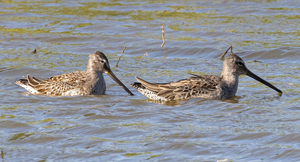 Long-billed Dowitcher - ML183935001