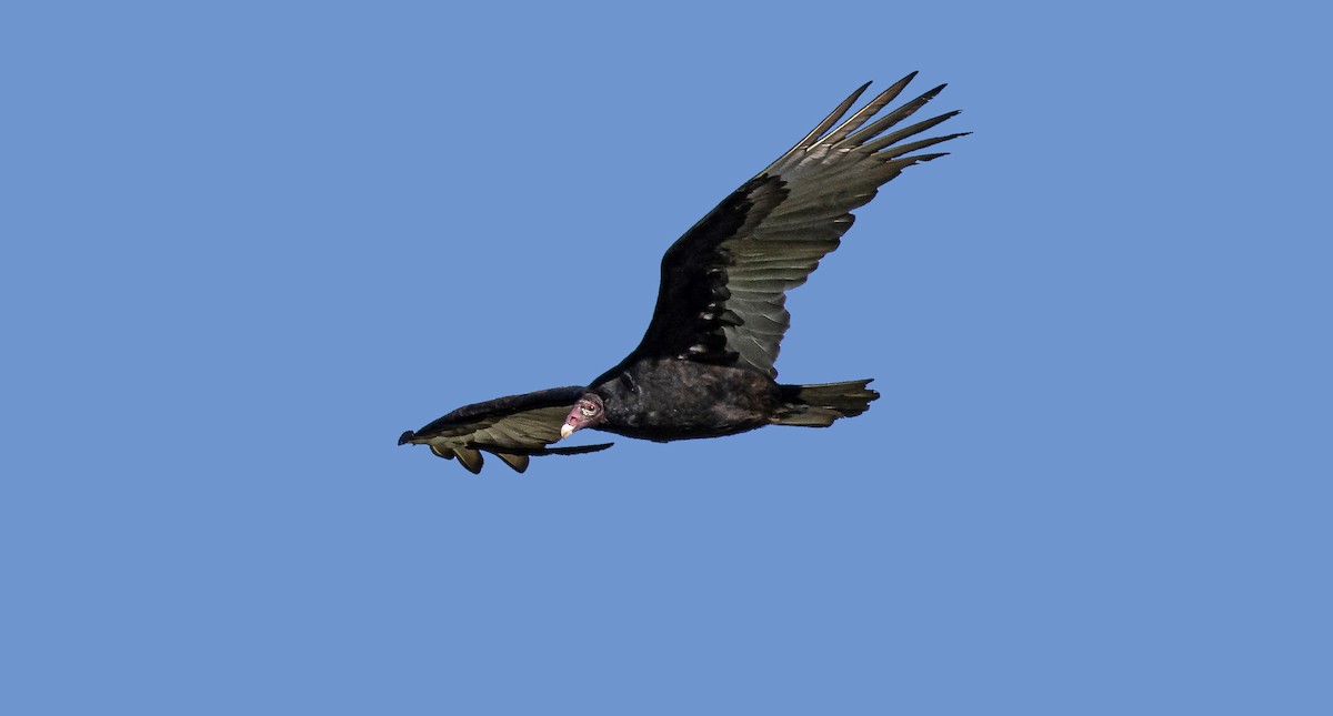 Turkey Vulture - ML183935021