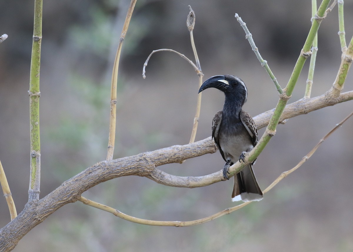 African Gray Hornbill - ML183936311