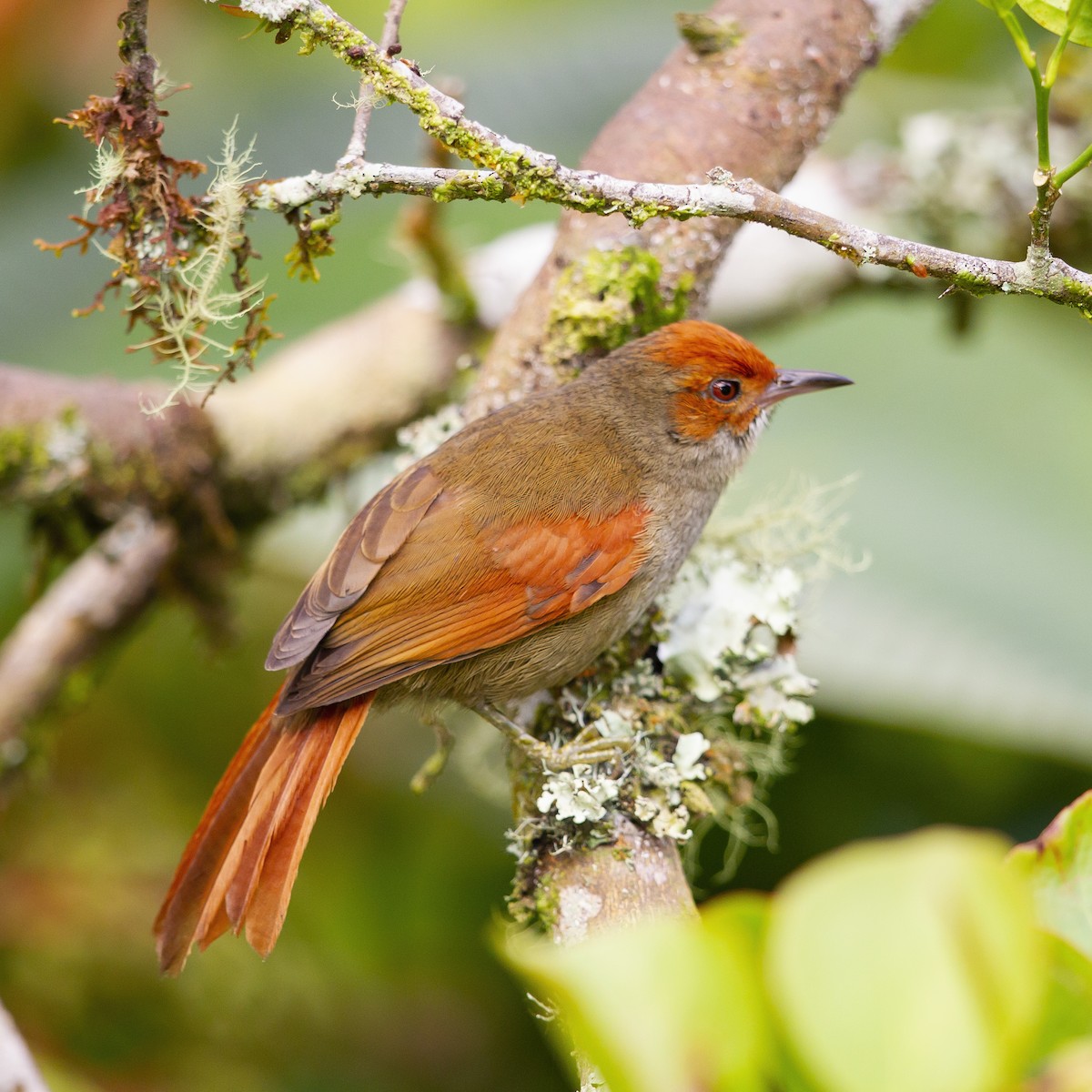 Red-faced Spinetail - ML183938091