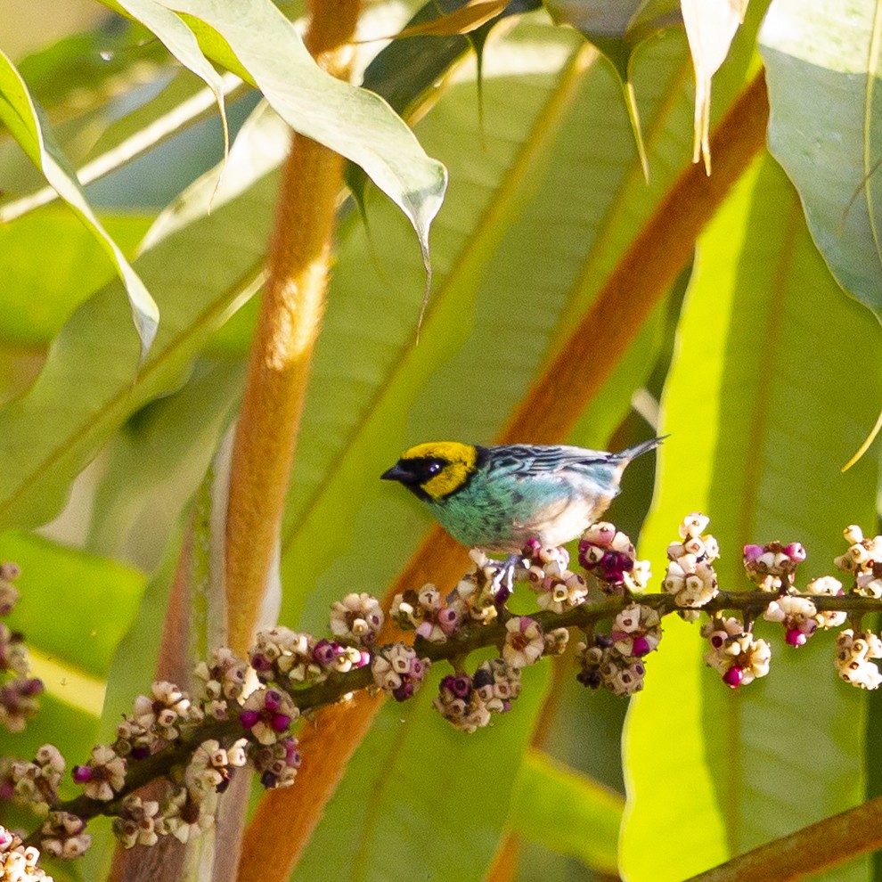Saffron-crowned Tanager - Peter Hawrylyshyn