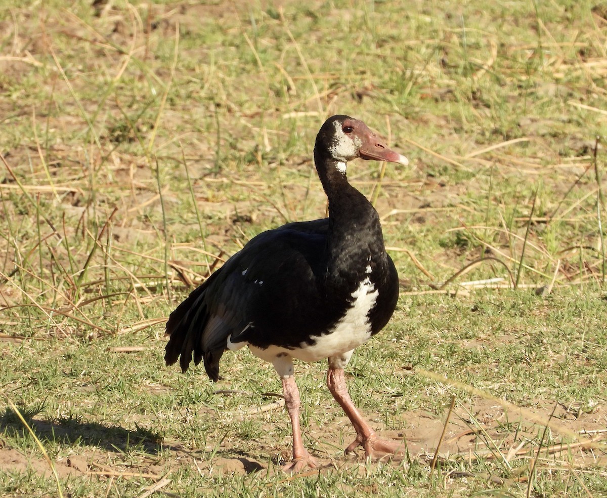Spur-winged Goose (Southern) - GARY DOUGLAS