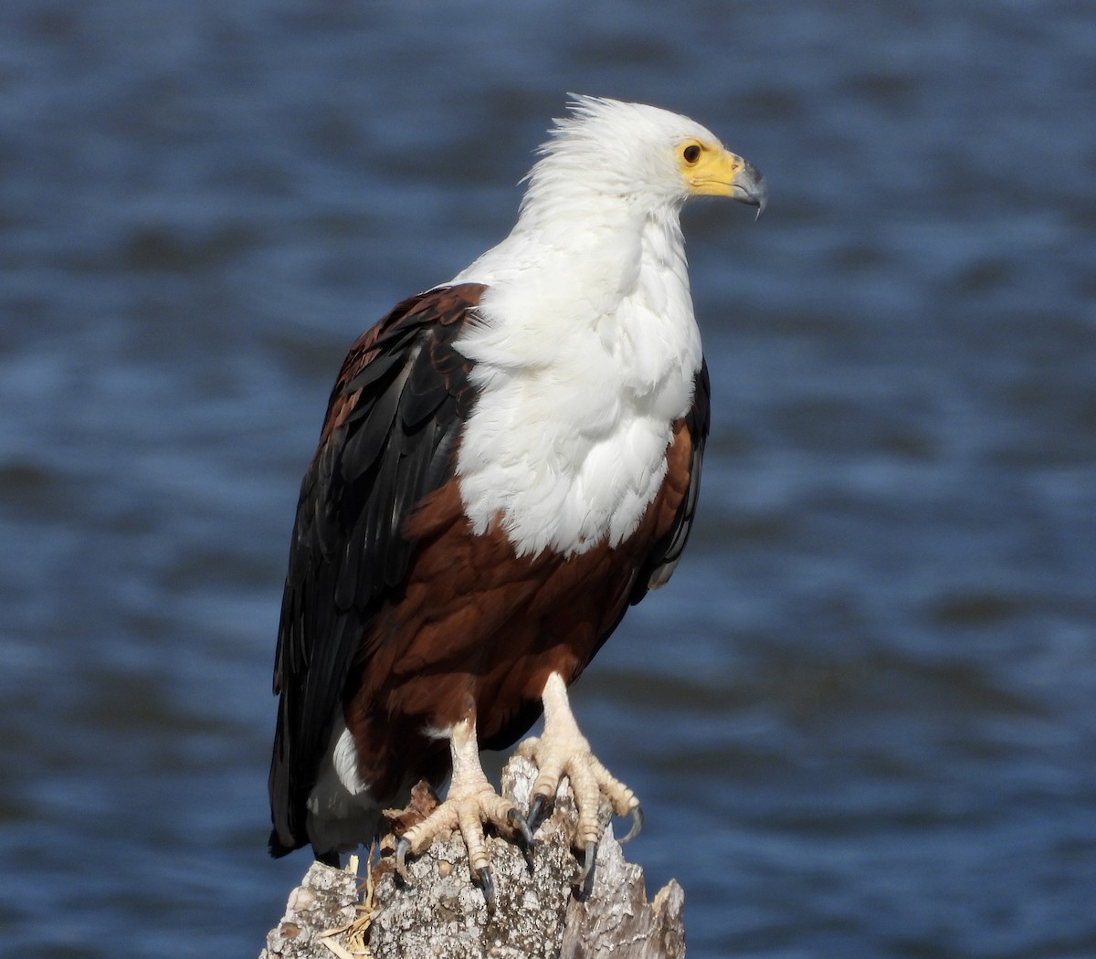 African Fish-Eagle - ML183939081