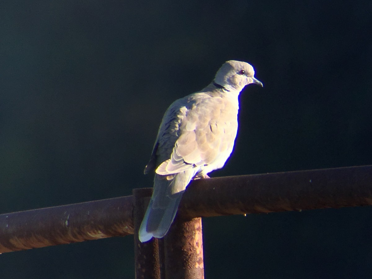 Eurasian Collared-Dove - ML183939171