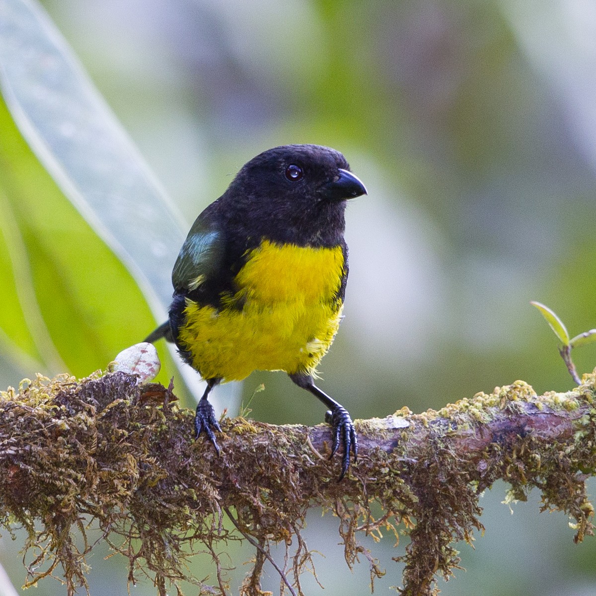 Black-and-gold Tanager - ML183940551