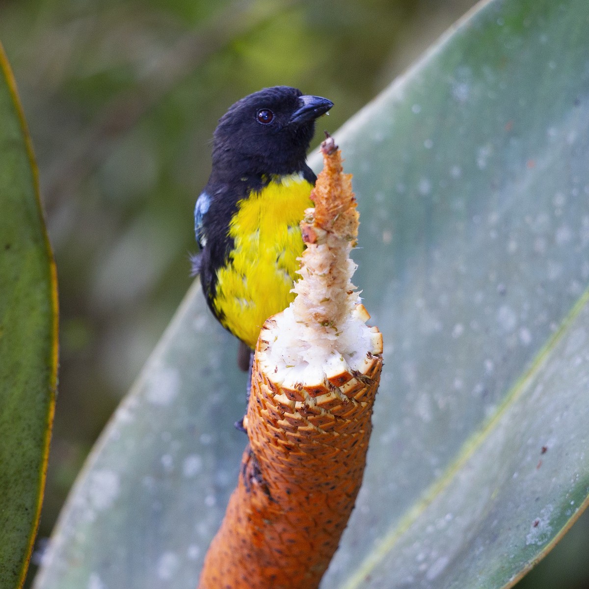 Black-and-gold Tanager - ML183940561