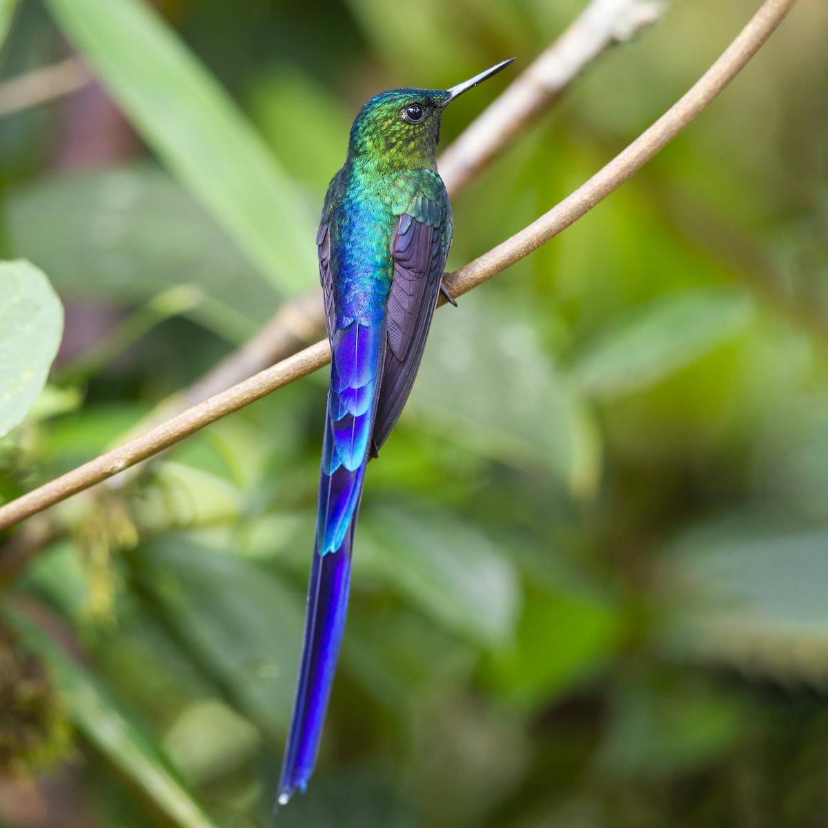 Violet-tailed Sylph - ML183940661