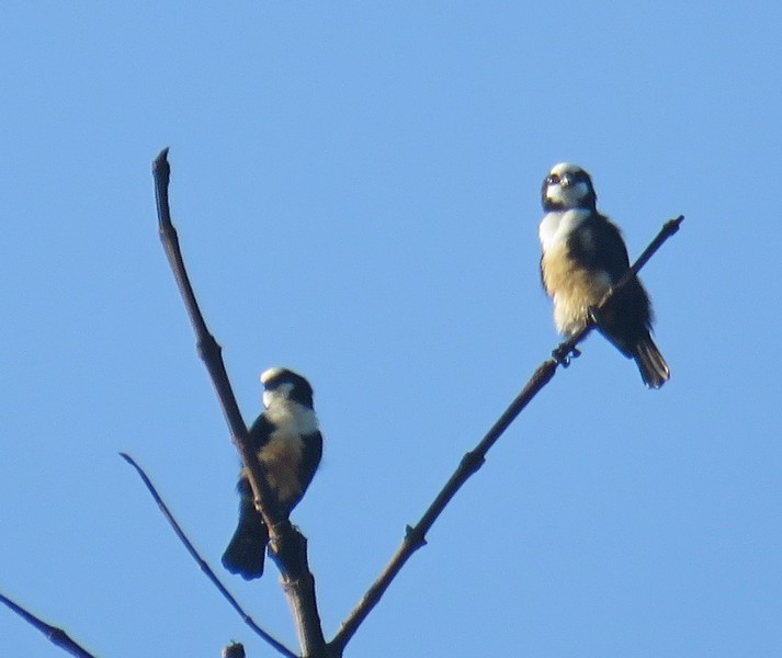 White-fronted Falconet - ML183940871