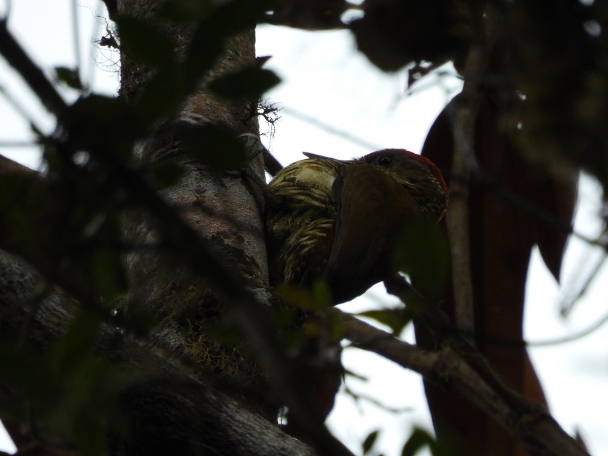 Bar-bellied Woodpecker - Jorge Galván