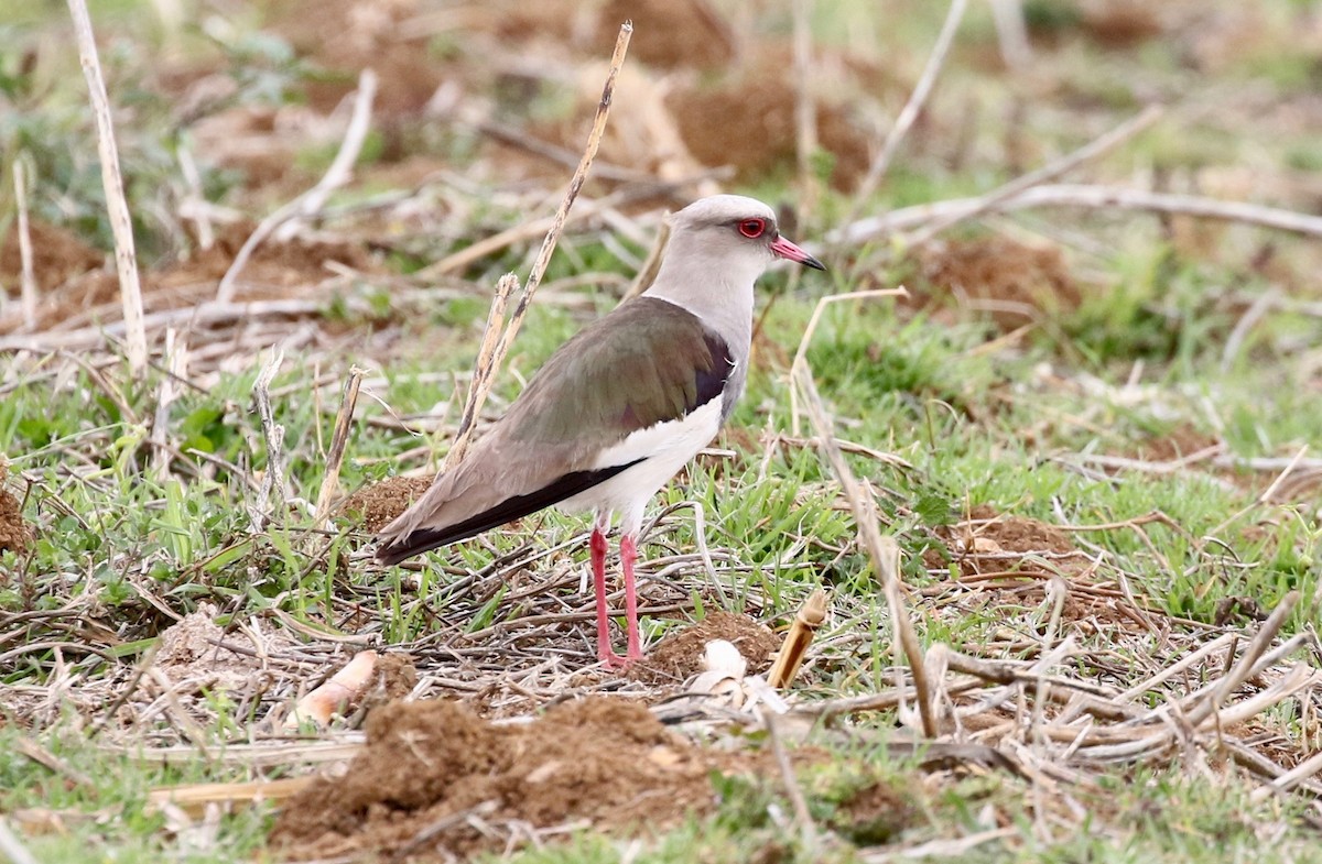 Andean Lapwing - ML183948641