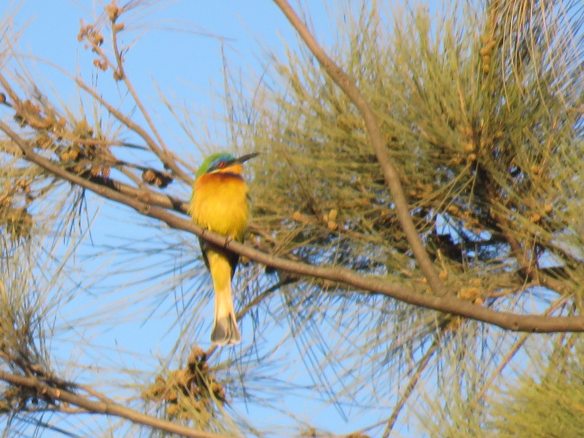Ethiopian Bee-eater - ML183950431
