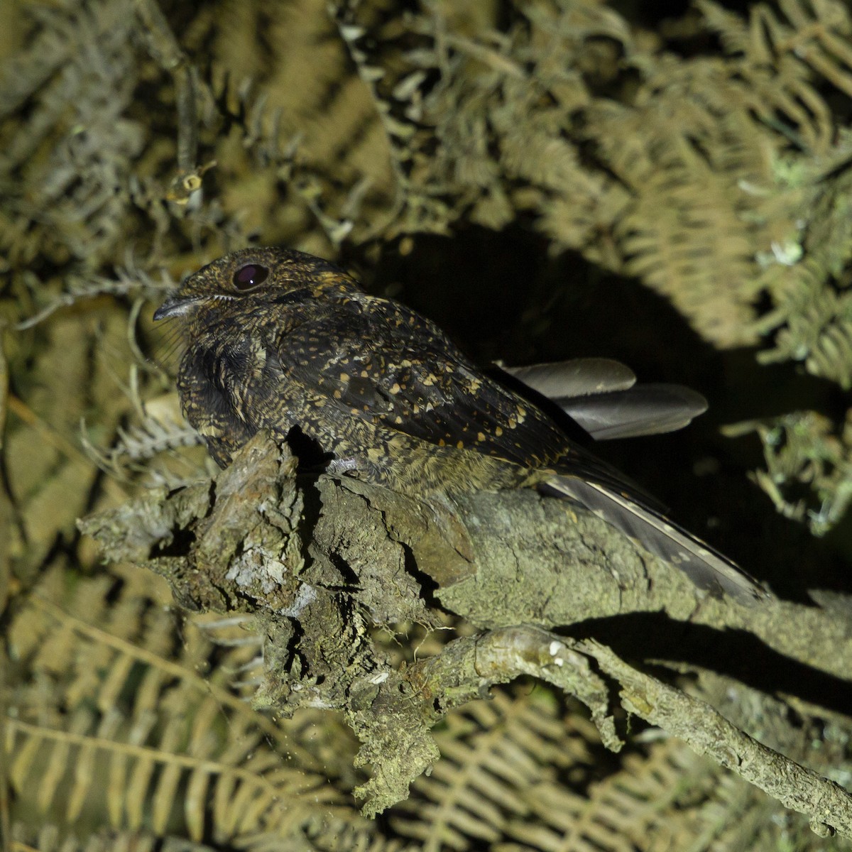 Lyre-tailed Nightjar - Peter Hawrylyshyn
