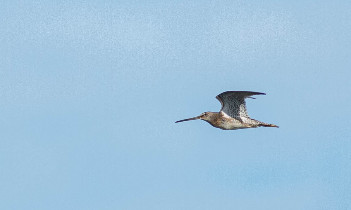 Long-billed Dowitcher - ML183953091