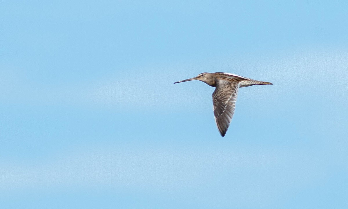 Long-billed Dowitcher - ML183953101