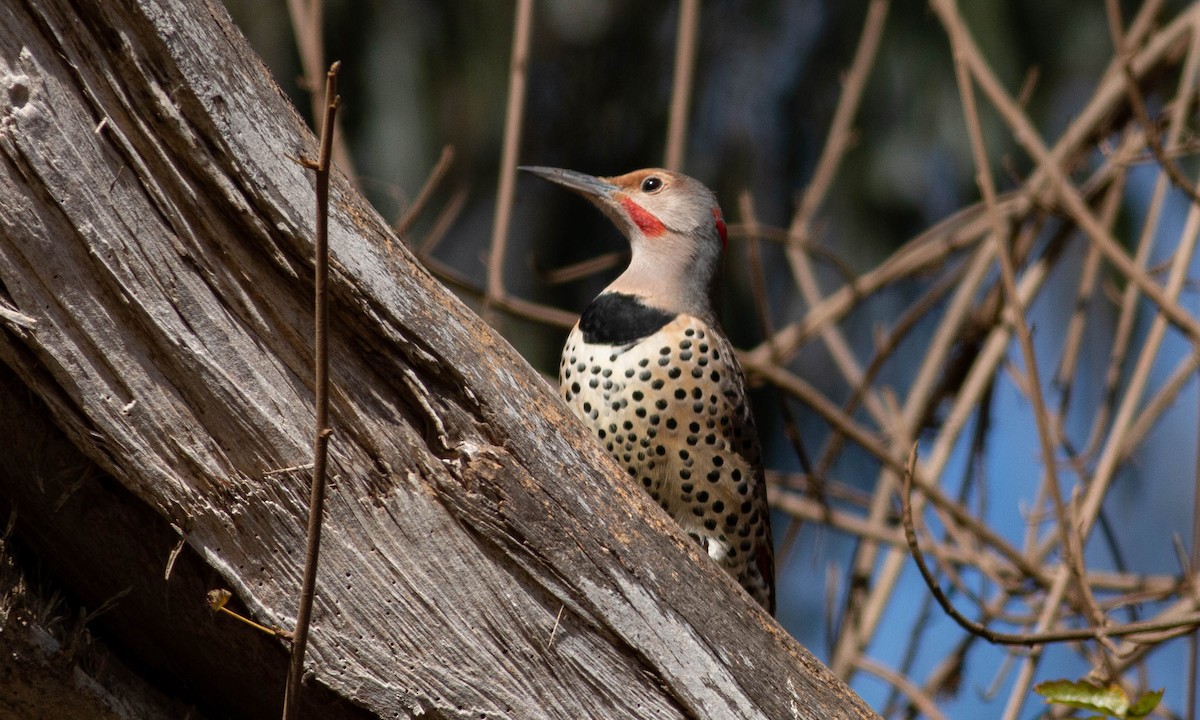 Northern Flicker (Yellow-shafted x Red-shafted) - ML183956591