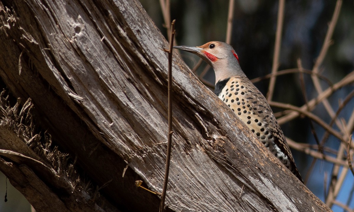 Northern Flicker (Yellow-shafted x Red-shafted) - ML183956601