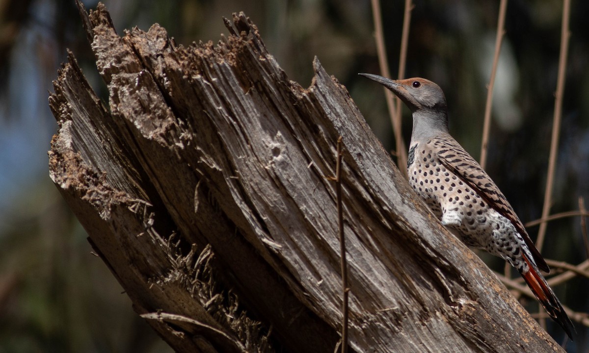 Northern Flicker (Red-shafted) - ML183956731