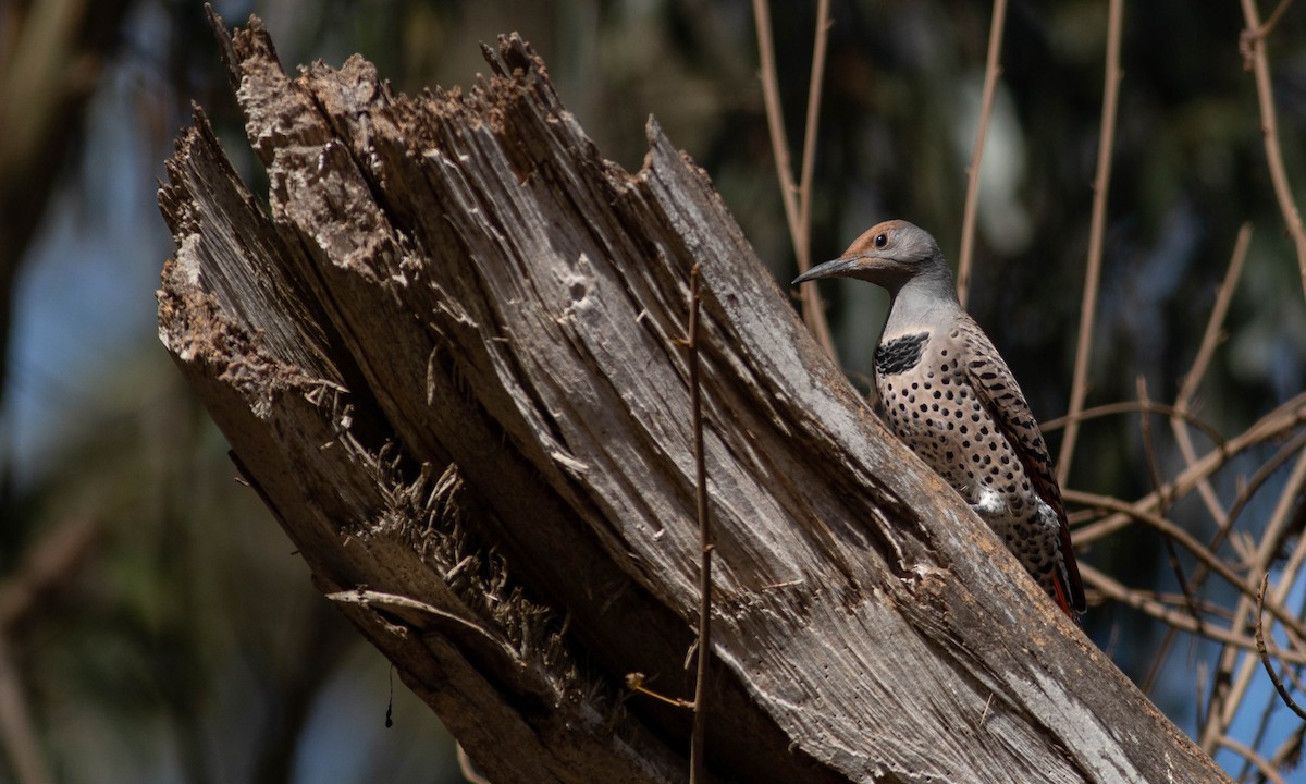 Northern Flicker (Red-shafted) - Paul Fenwick