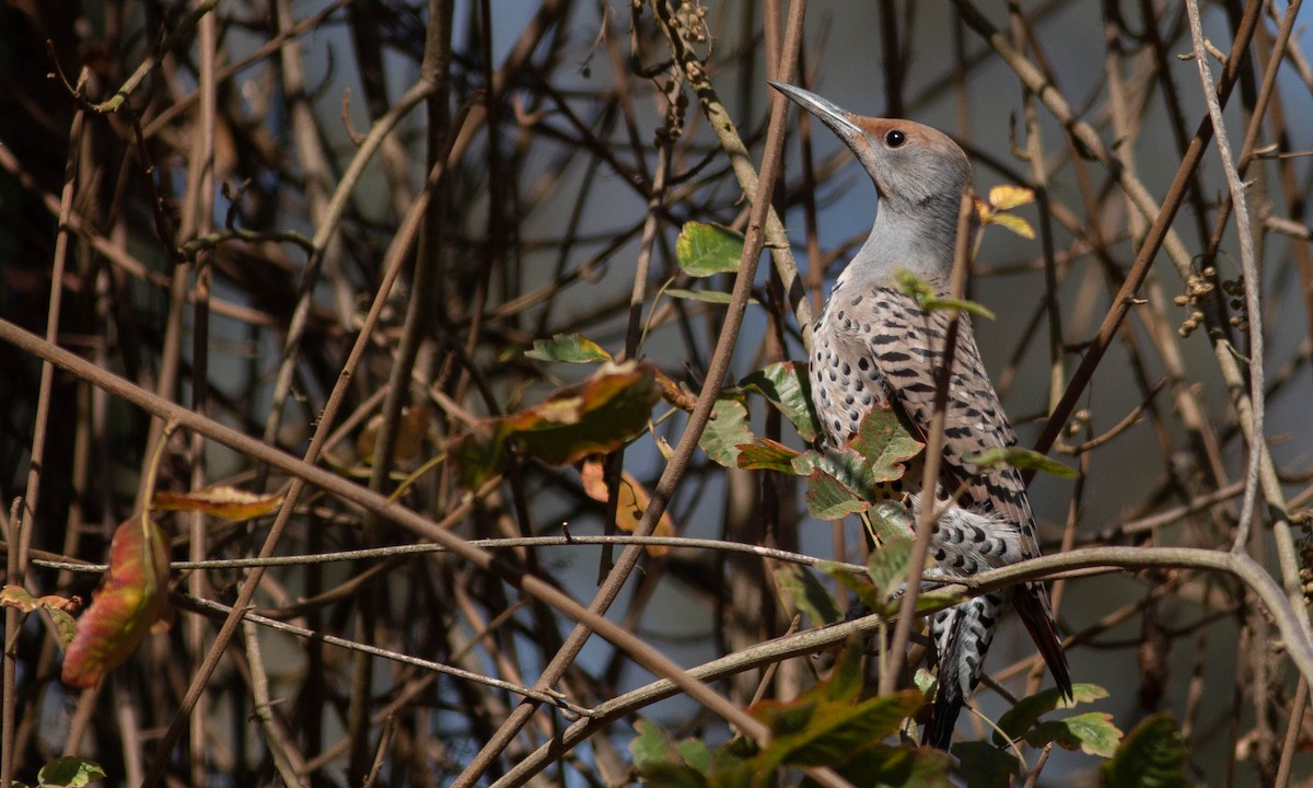 Northern Flicker (Red-shafted) - ML183956771