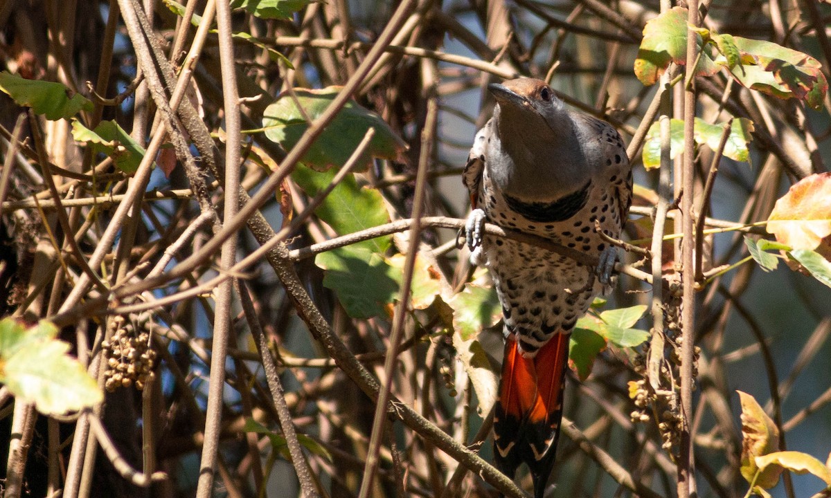 Northern Flicker (Red-shafted) - ML183956781