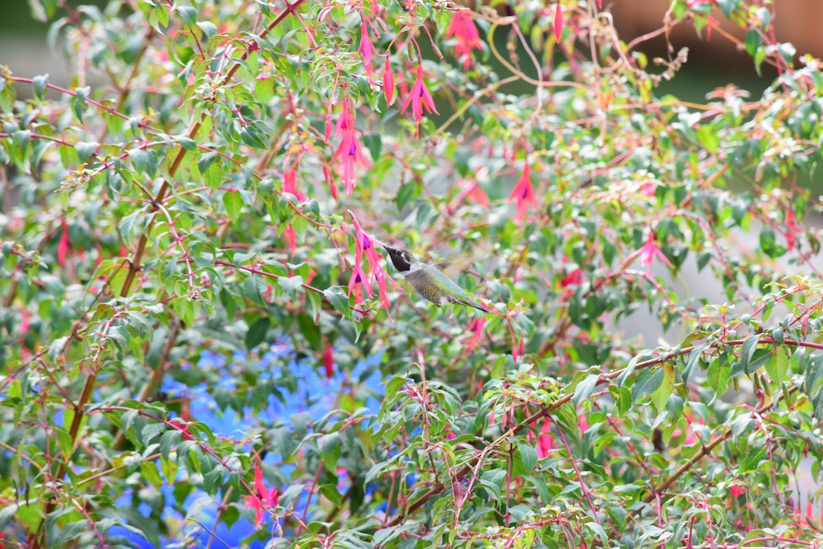 Anna's Hummingbird - ML183960001