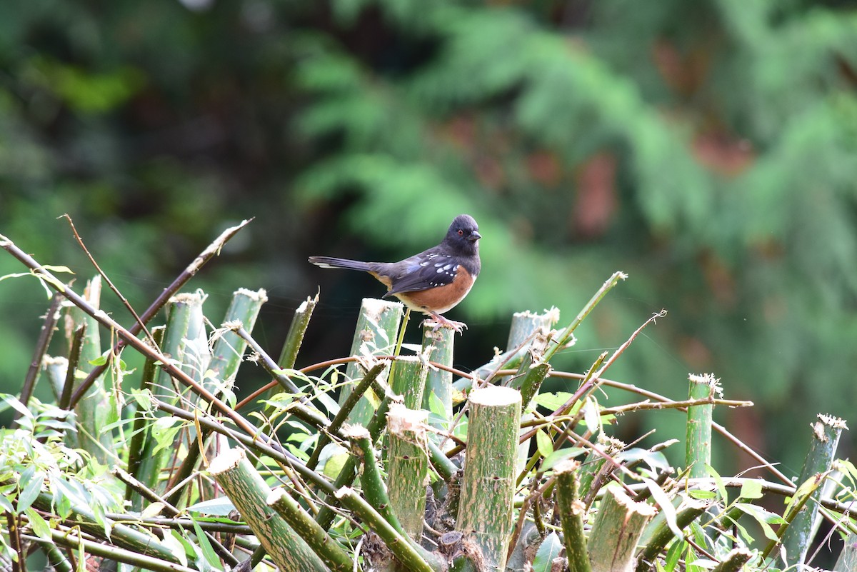 Spotted Towhee - ML183960601