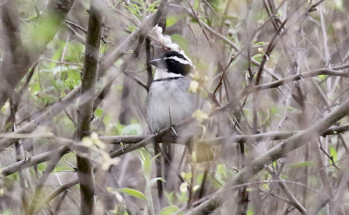 Black-capped Sparrow - John Bruin