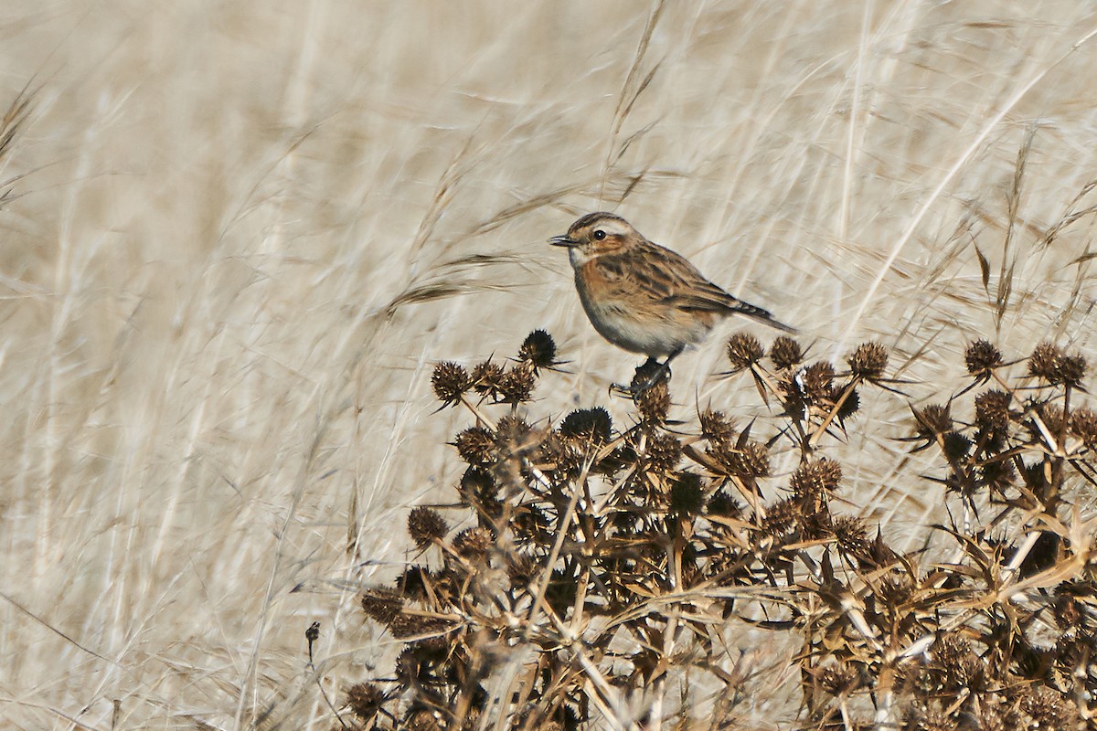 Whinchat - Miguel Rouco