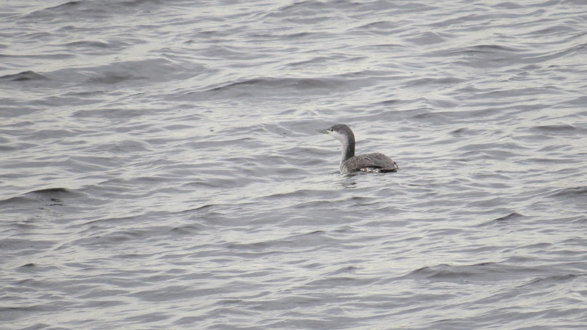 Red-throated Loon - Keith Robson