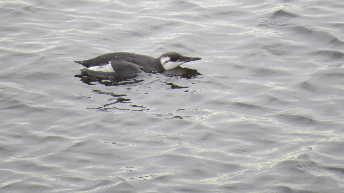 Common Murre - Keith Robson