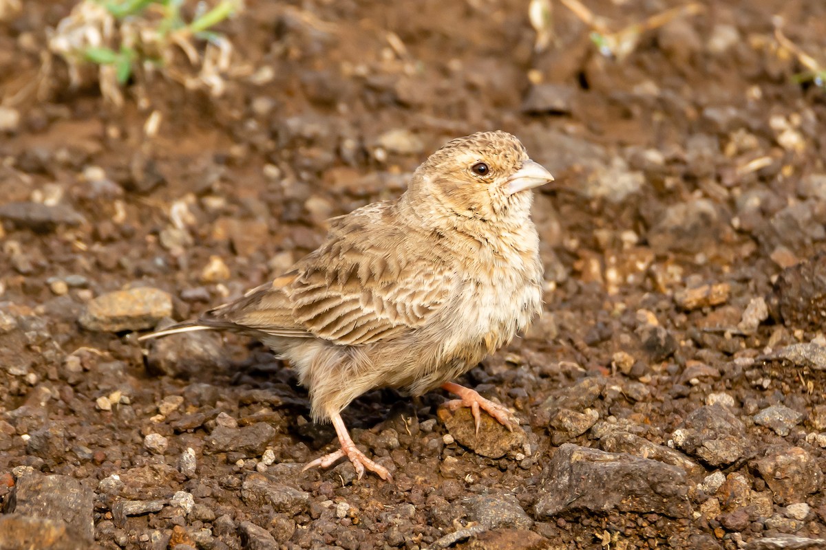 Ashy-crowned Sparrow-Lark - ML183969521