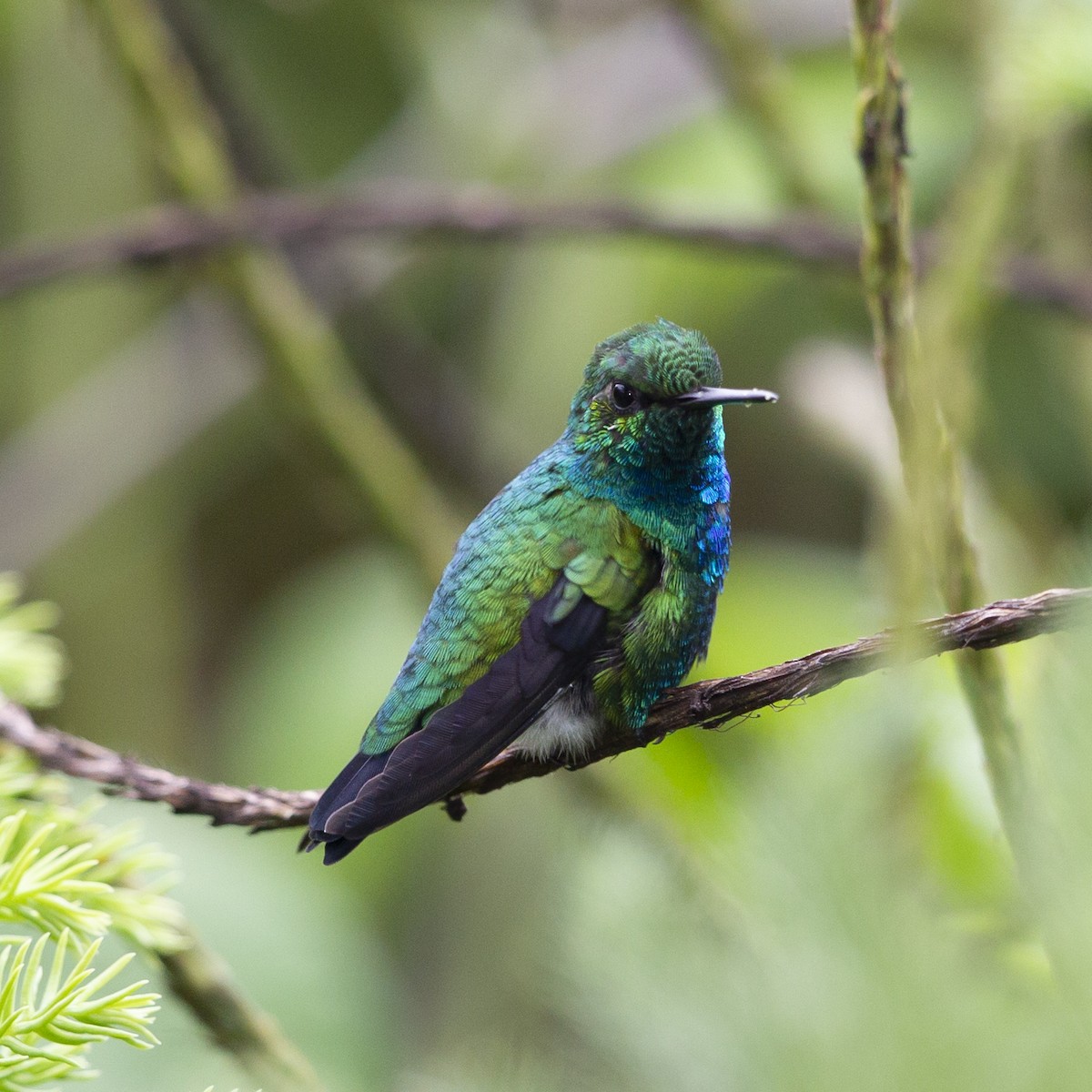 Blue-tailed Emerald - ML183970571