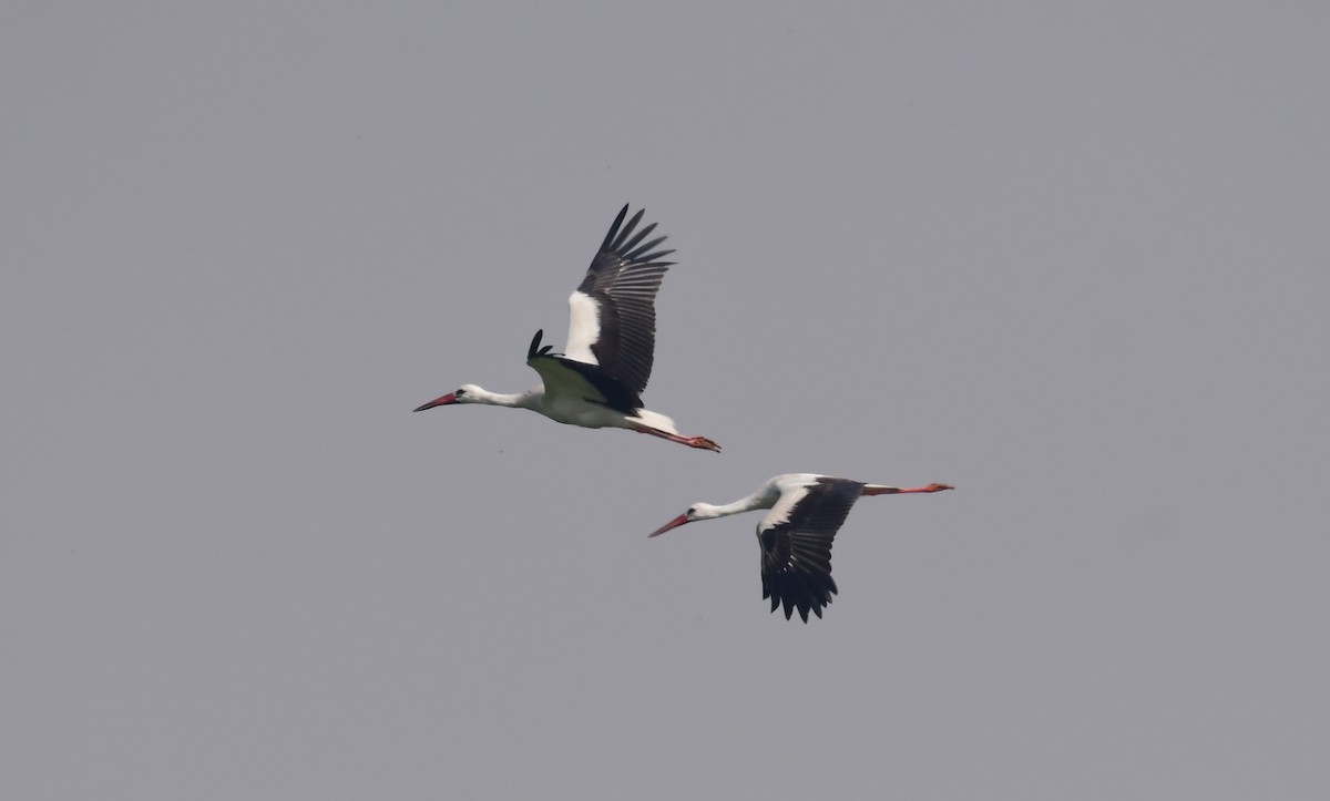 White Stork - Mohamed  Almazrouei