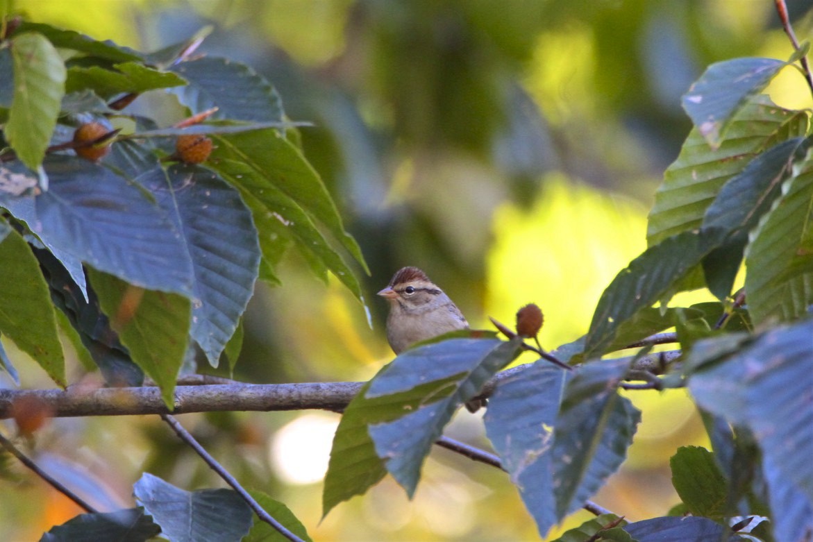 Chipping Sparrow - ML183973511
