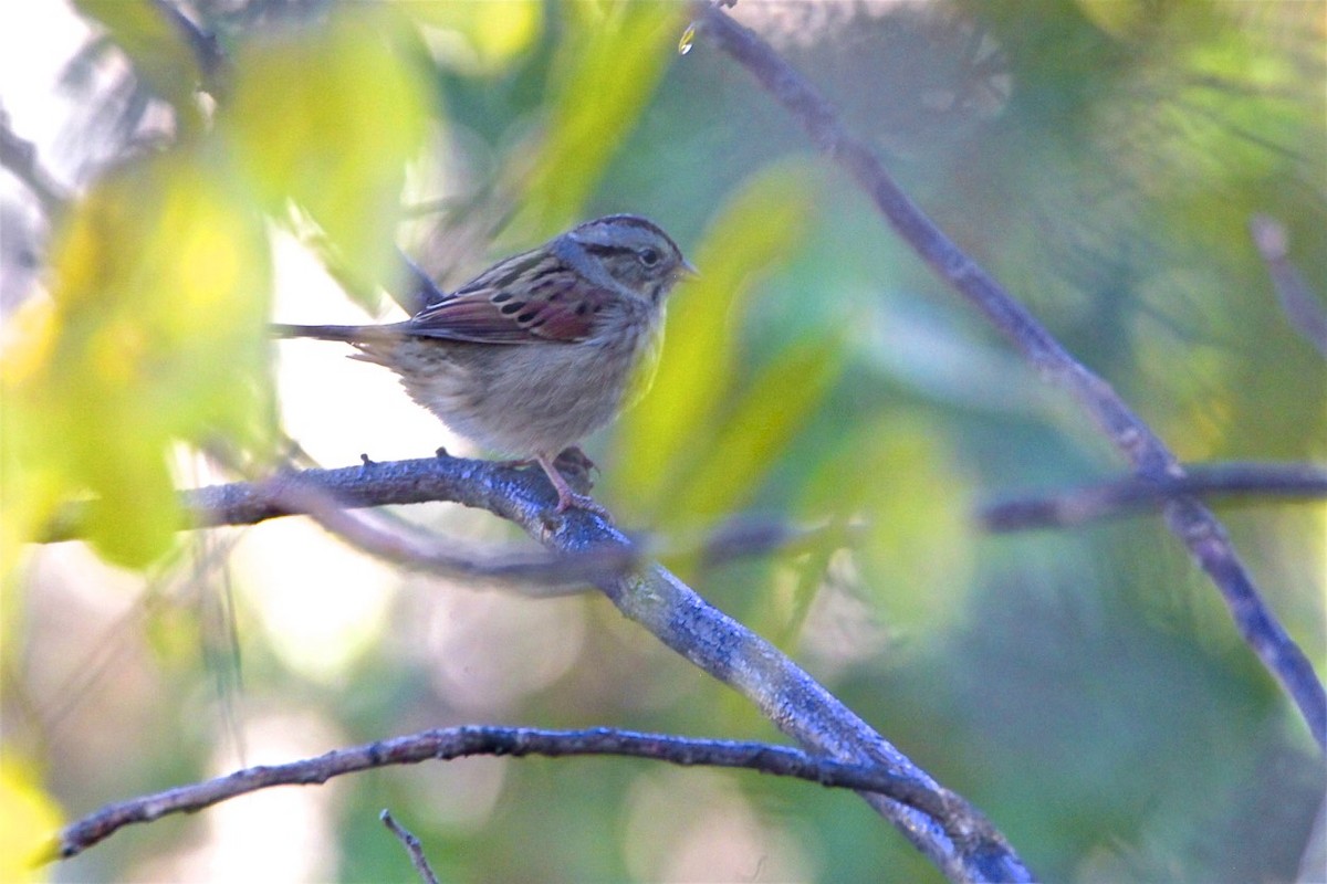 Swamp Sparrow - ML183973681
