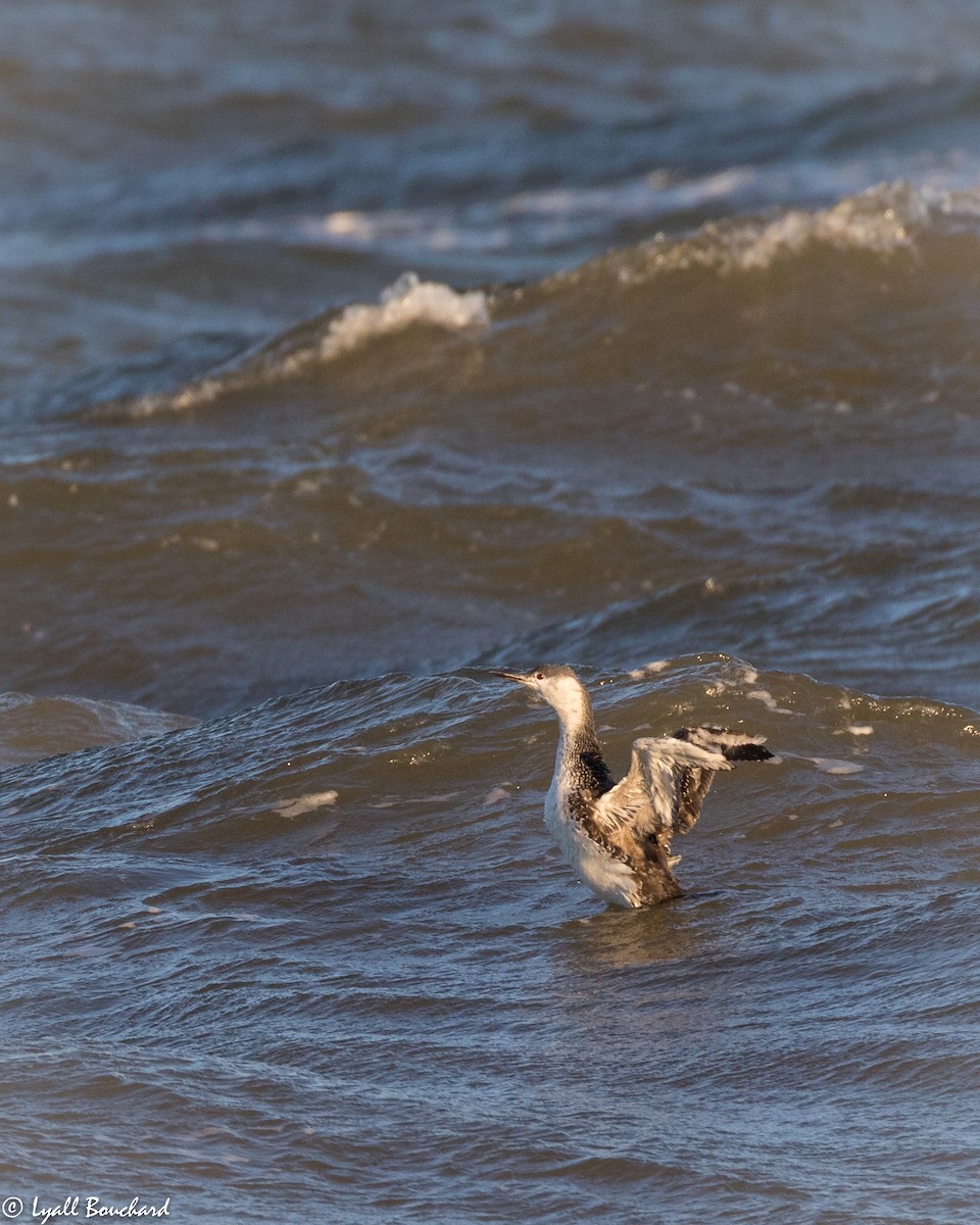 Red-throated Loon - Lyall Bouchard
