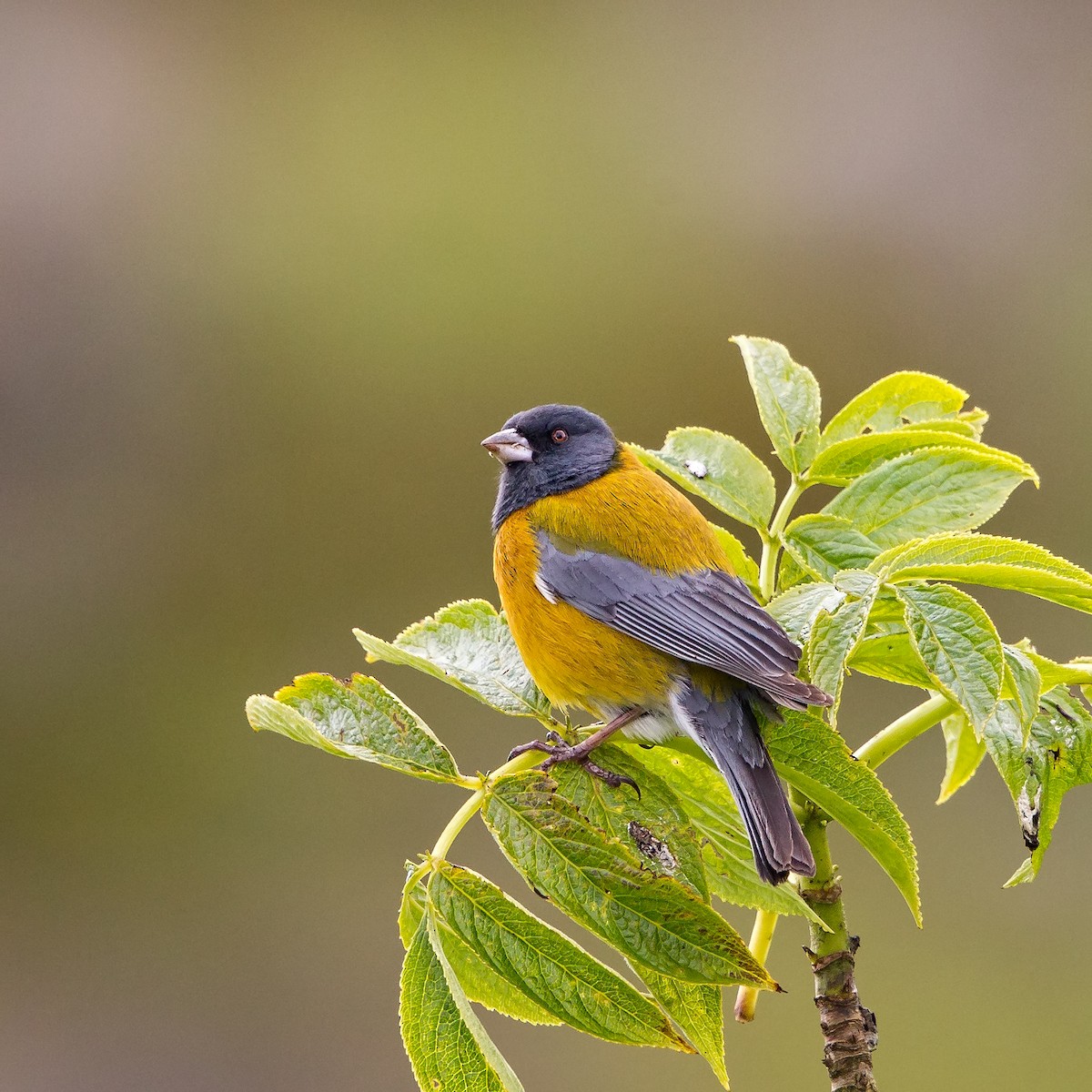 Peruvian Sierra Finch - Peter Hawrylyshyn