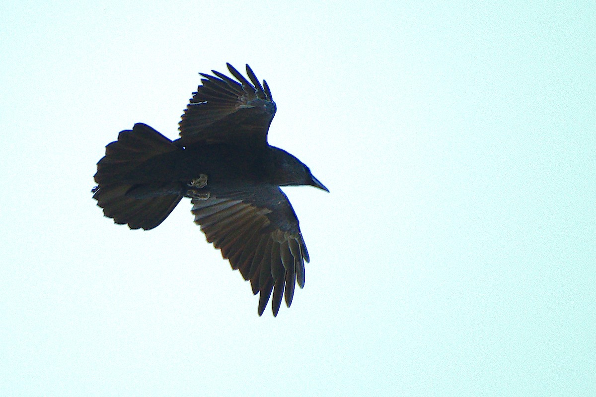 Common Raven - Rick Beaudon