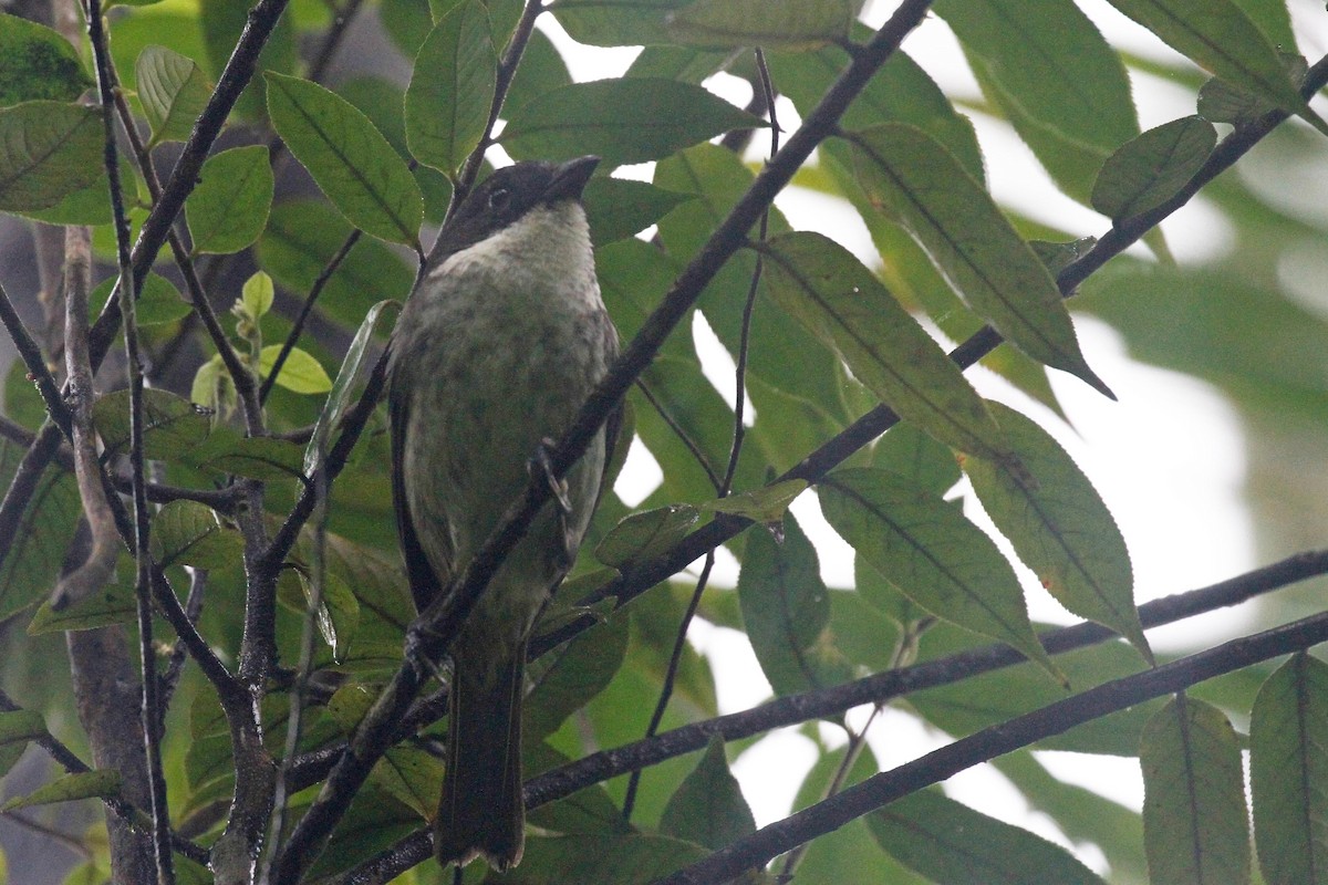 Puerto Rican Tanager - ML183979281