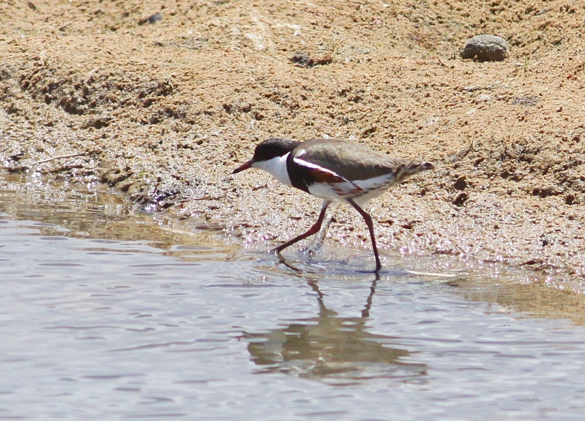 Red-kneed Dotterel - ML183981171