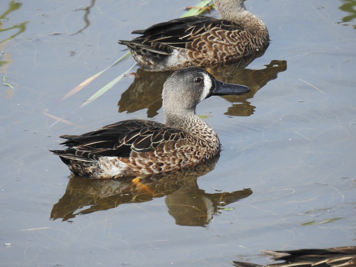 Blue-winged Teal - ML183987491