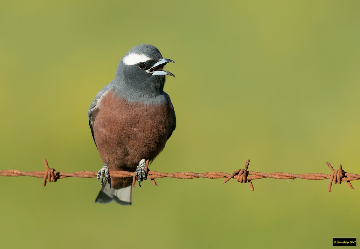 White-browed Woodswallow - ML183987801