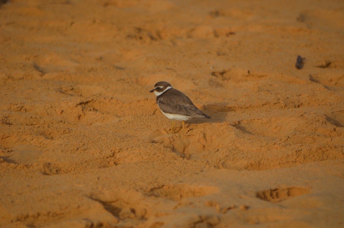 Semipalmated Plover - ML183991221