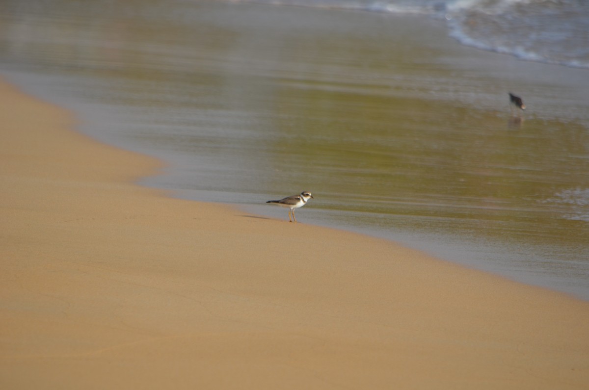 Semipalmated Plover - ML183991261